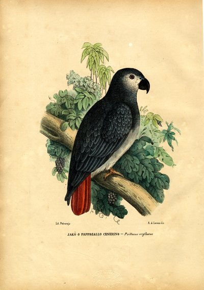 Pappagallo Grigio Africano, 1863-79 da Raimundo Petraroja